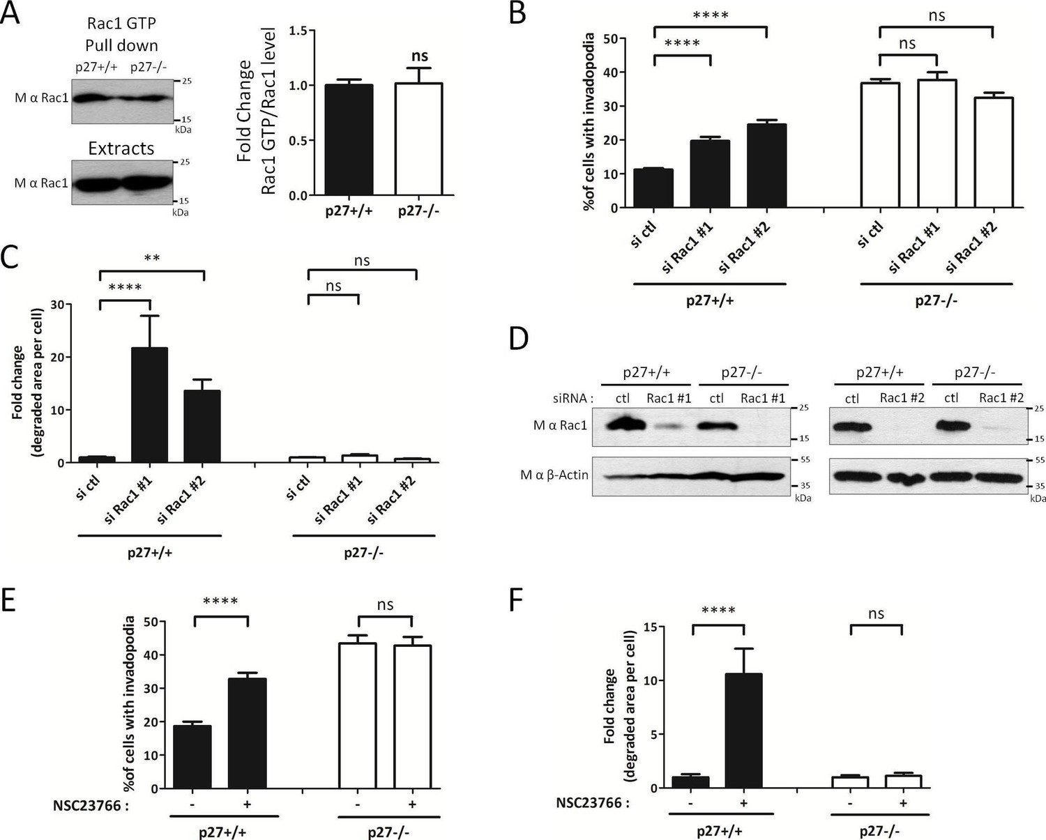 p27Kip1 promotes invadopodia turnover and invasion through the 