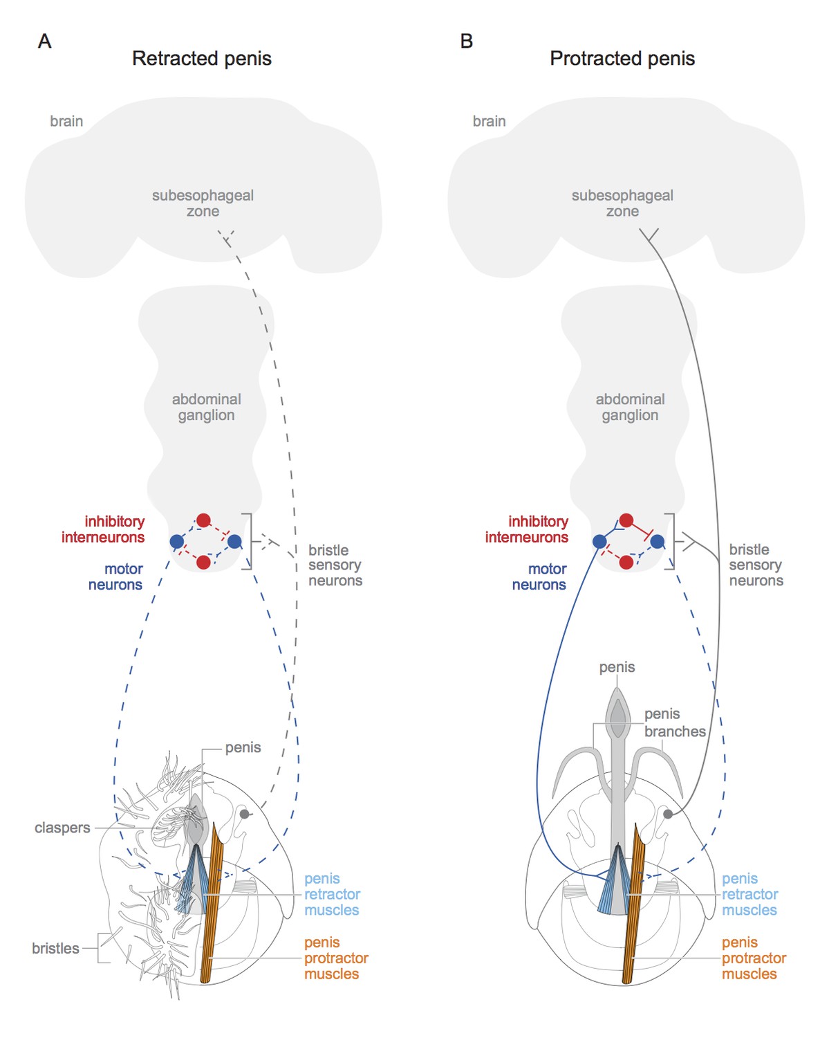 Neural Wiring The Circuitry Of Sex Elife