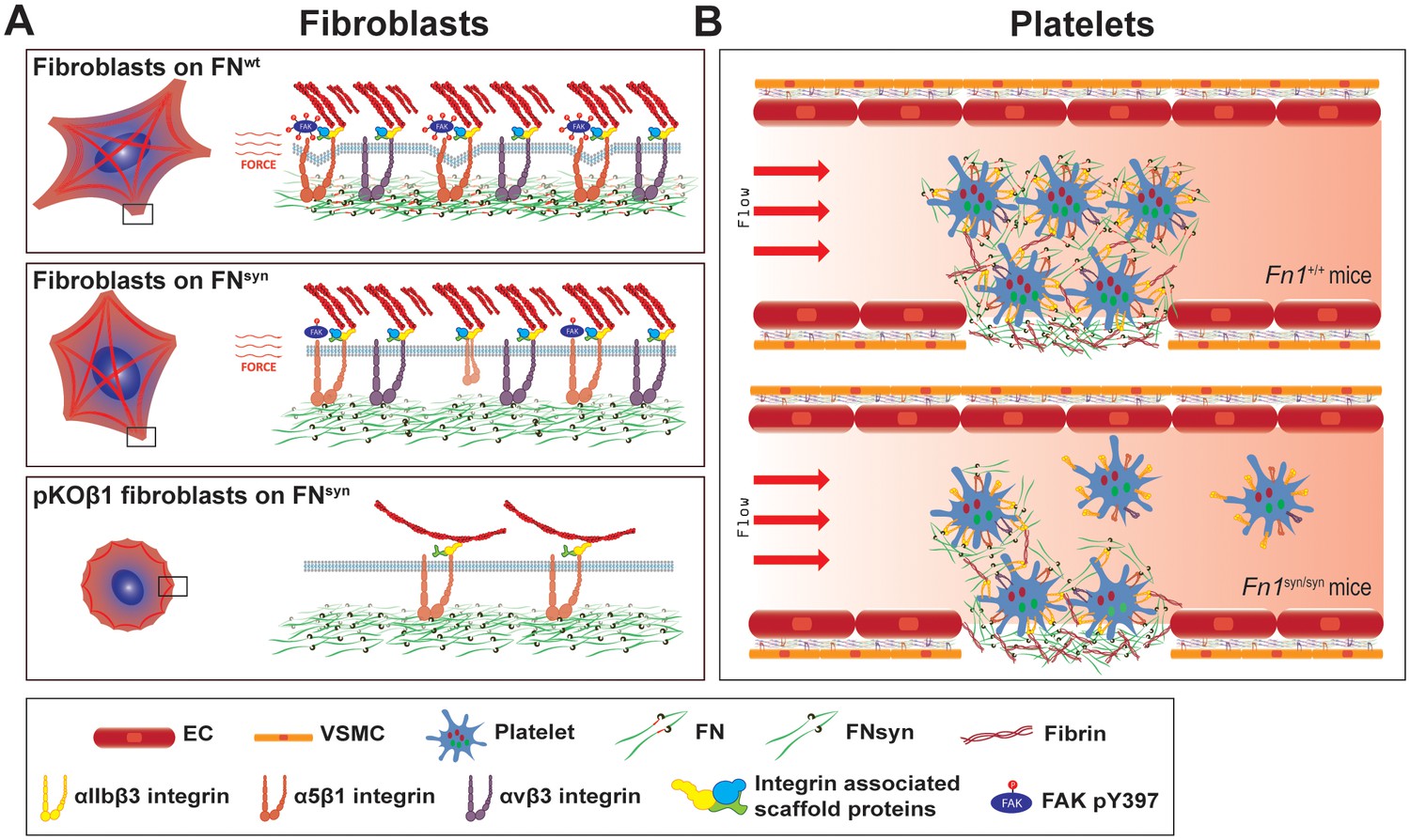 Figures And Data In The Fibronectin Synergy Site Re Enforces Cell