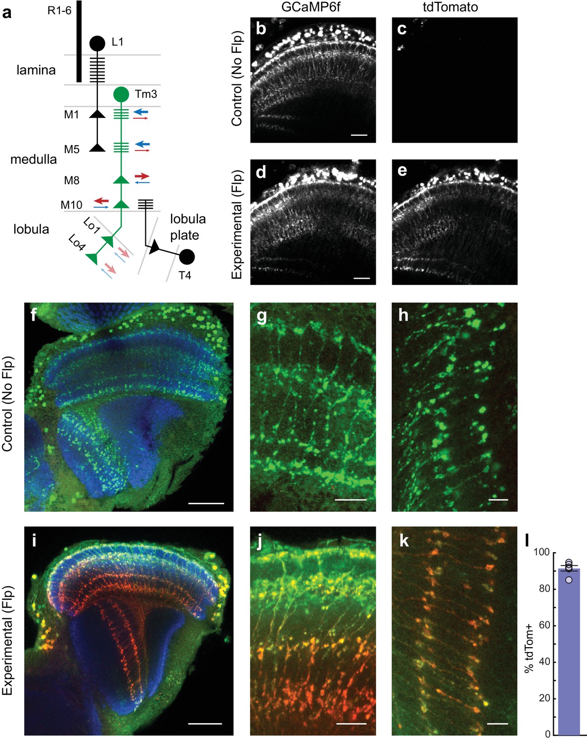 Figures and data in FlpStop, a tool for conditional gene control in ...