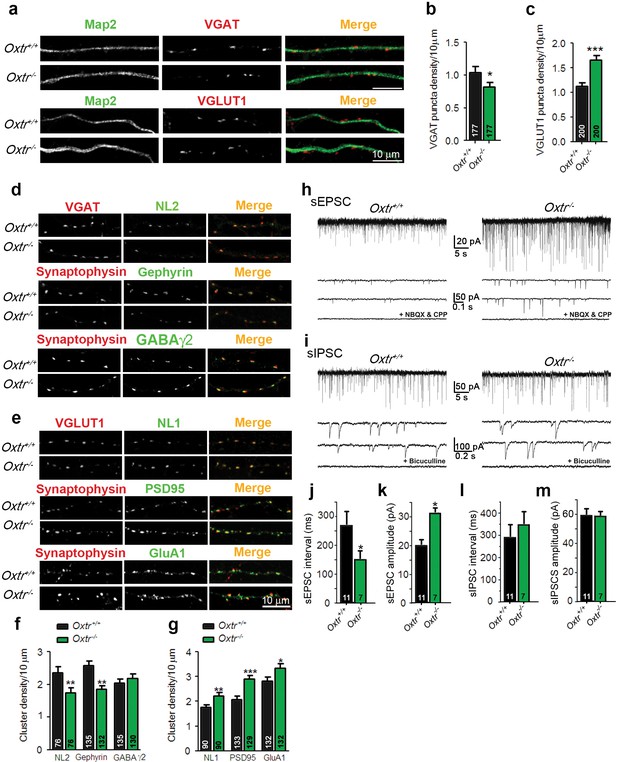 Figures And Data In Transient Oxytocin Signaling Primes The Development