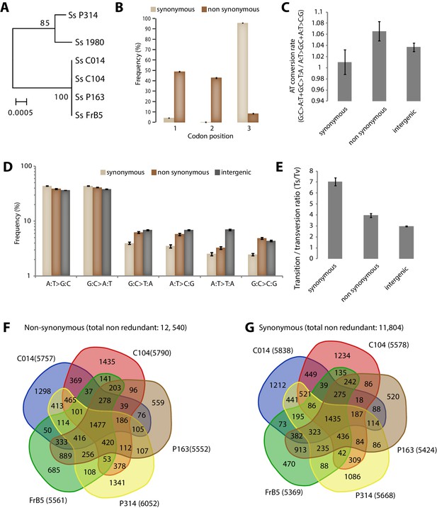 Figure 1 Silent Nucleotide Polymorphisms And A Phylogeny For