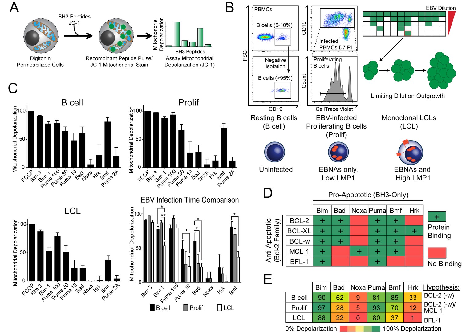 Figures And Data In Epstein-Barr Virus Ensures B Cell Survival By ...