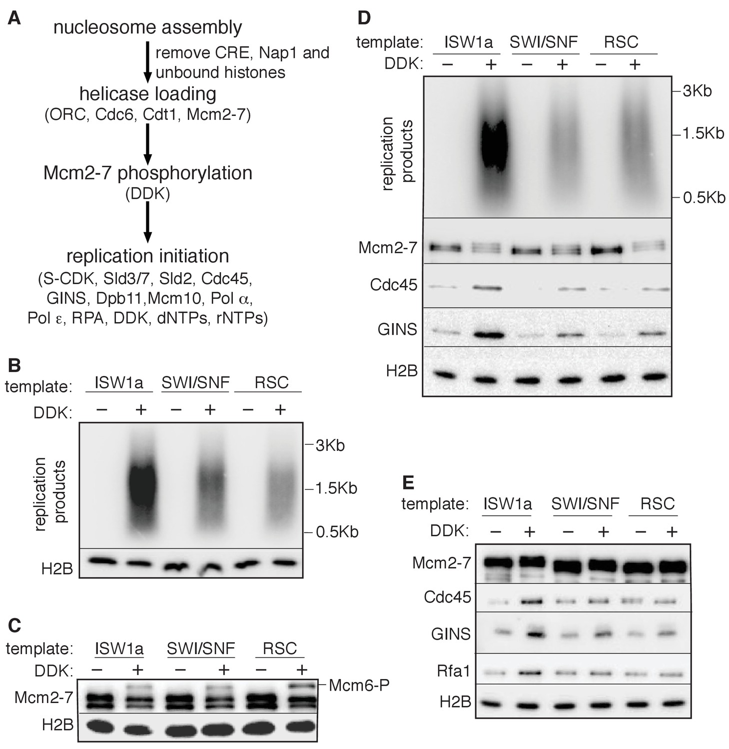 Nucleosomes influence multiple steps during replication initiation Biology Diagrams