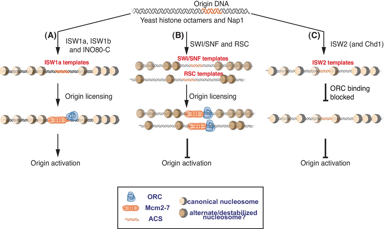 Figures And Data In Nucleosomes Influence Multiple Steps During ...