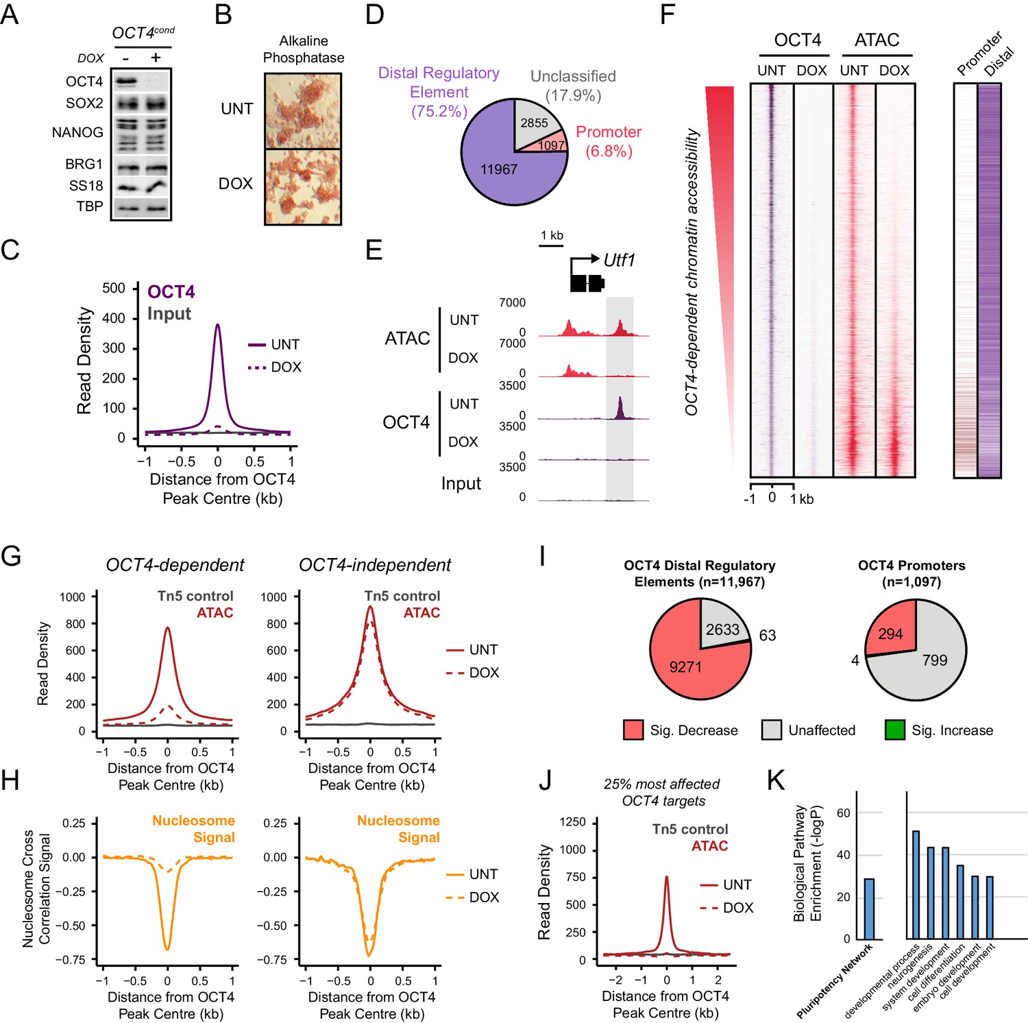 The pioneer factor OCT4 requires the chromatin remodeller BRG1 to 