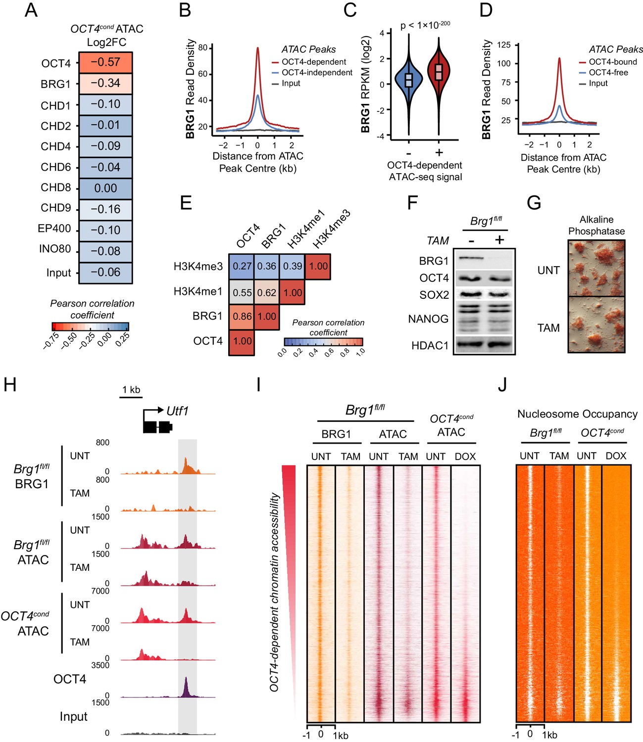 The pioneer factor OCT4 requires the chromatin remodeller BRG1 to 
