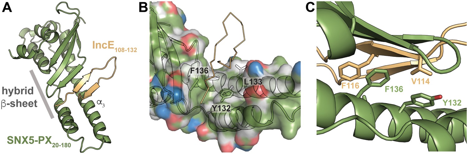 Chlamydia Interfere With An Interaction Between The Mannose 6 Phosphate Receptor And Sorting Nexins To Counteract Host Restriction Elife