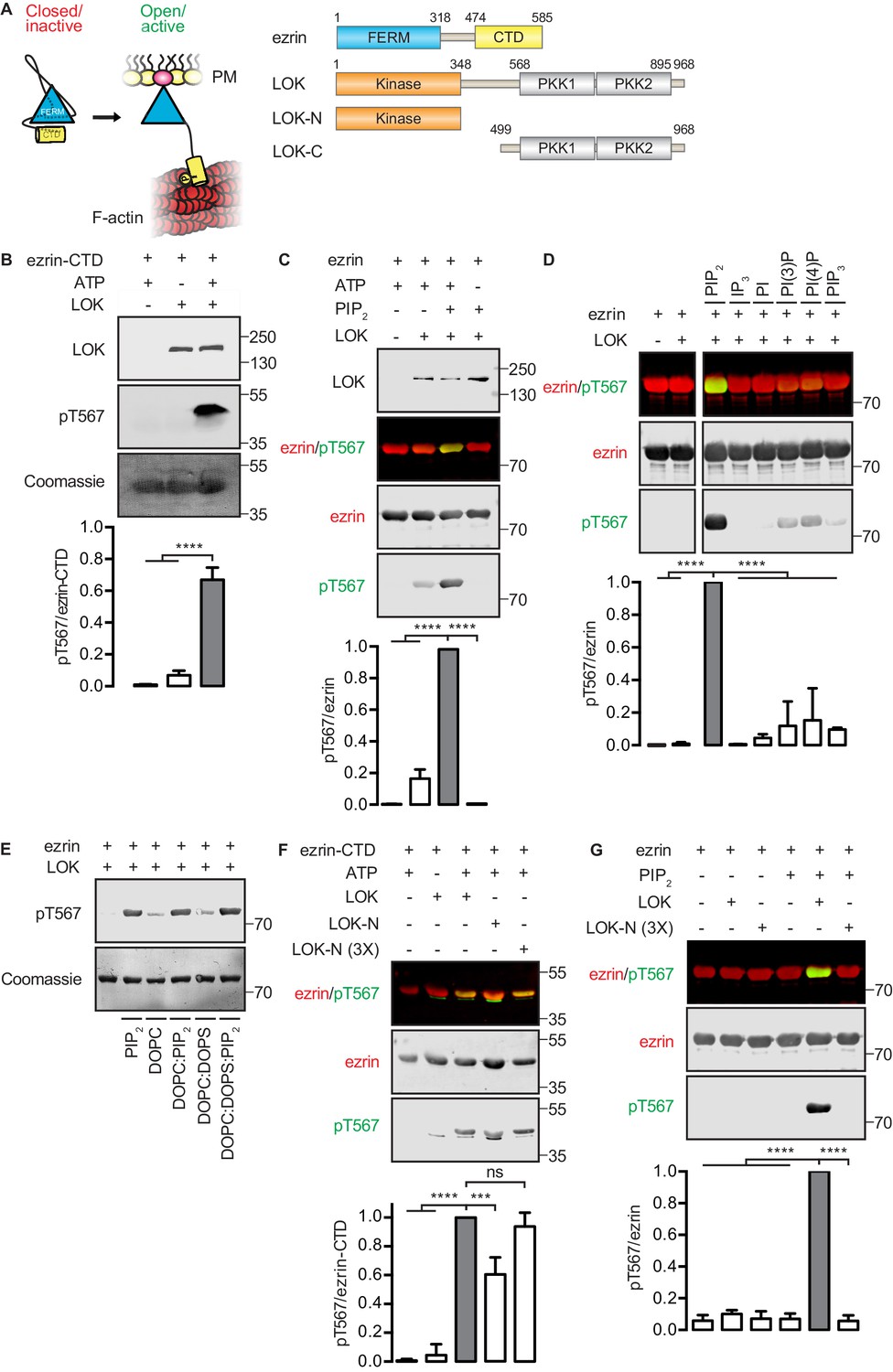 Figures and data in Ezrin activation by LOK phosphorylation involves a ...