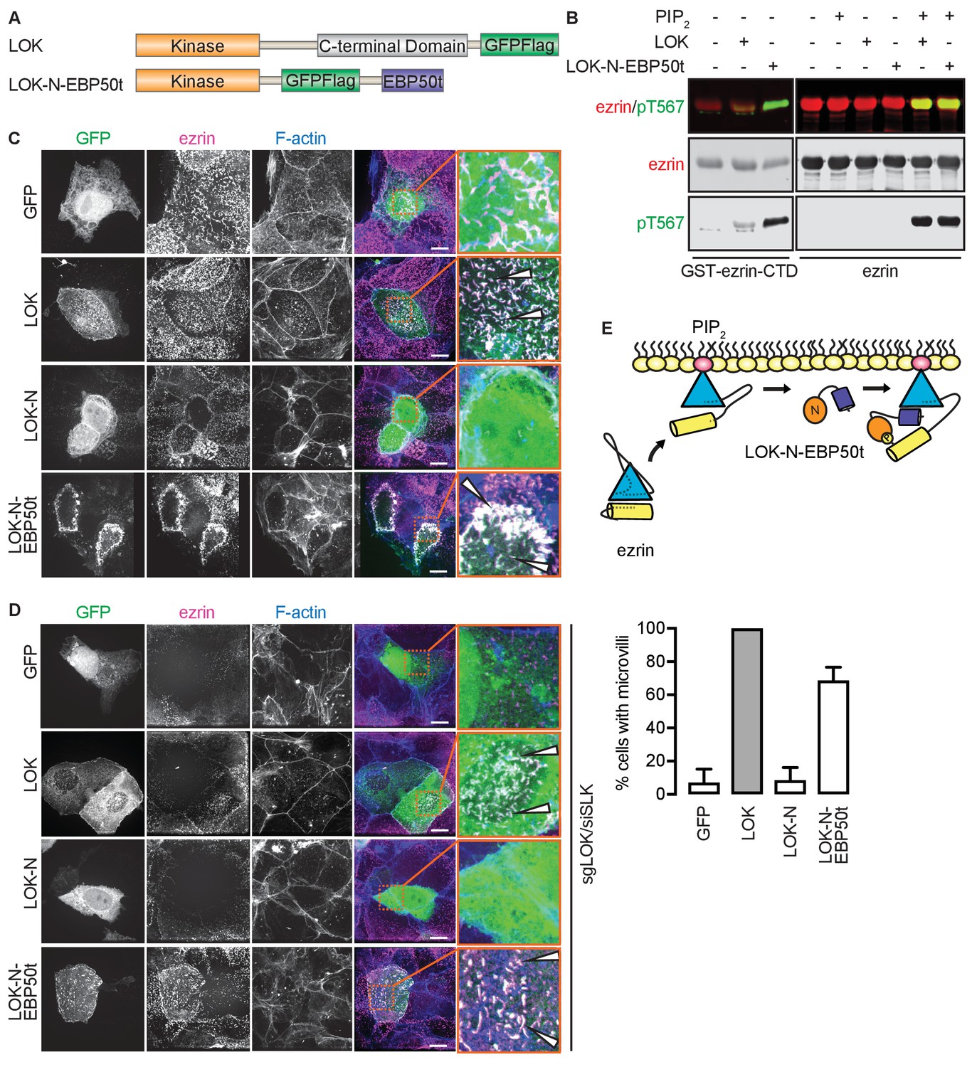 Ezrin activation by LOK phosphorylation involves a PIP2-dependent wedge ...