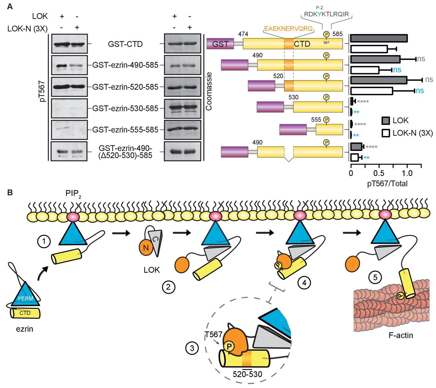 Figures and data in Ezrin activation by LOK phosphorylation involves a ...