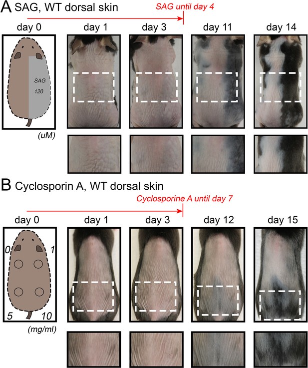 A multi-scale model for hair follicles reveals heterogeneous domains  driving rapid spatiotemporal hair growth patterning | eLife