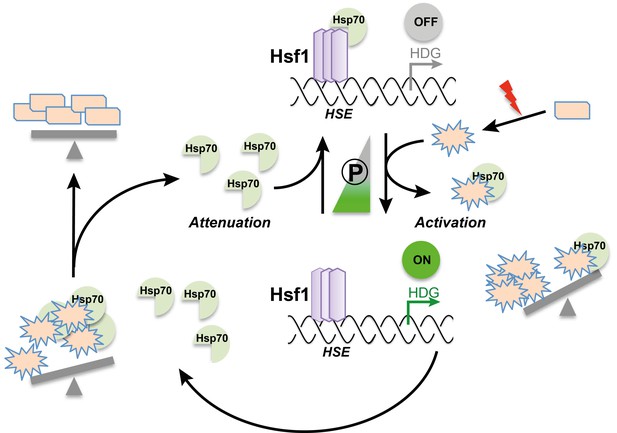 heat-shock-response-a-model-for-handling-cell-stress-elife