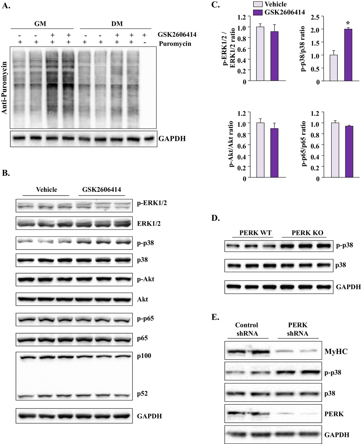 Figures And Data In The PERK Arm Of The Unfolded Protein Response