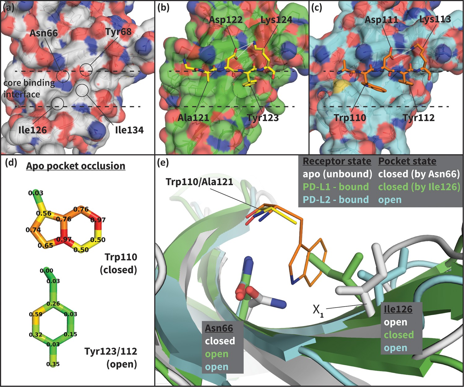 Probing Protein Flexibility Reveals A Mechanism For Selective ...