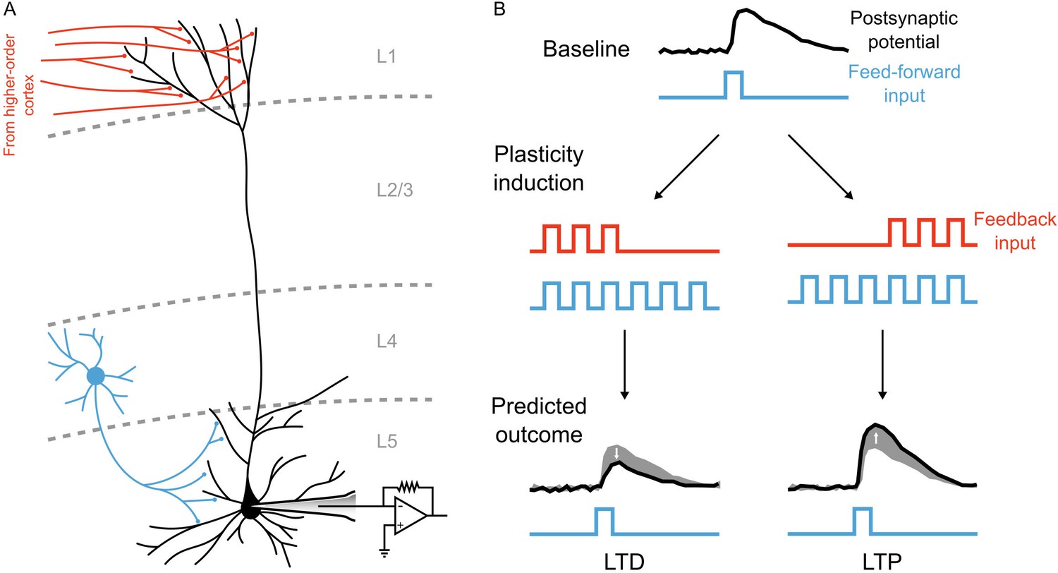 Figures and data in Towards deep learning with segregated dendrites | eLife