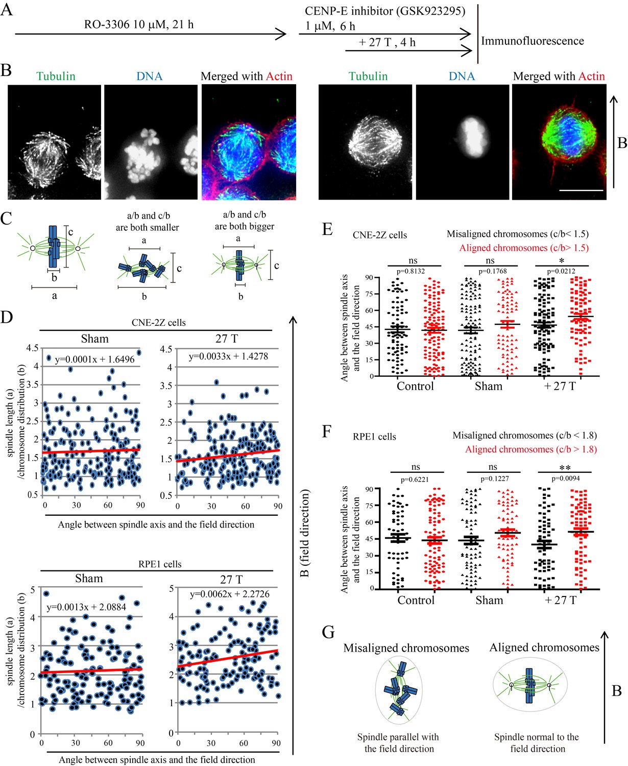 27 T Ultra-high Static Magnetic Field Changes Orientation And ...