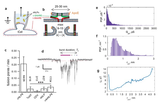 Dilation of fusion pores by crowding of SNARE proteins | eLife