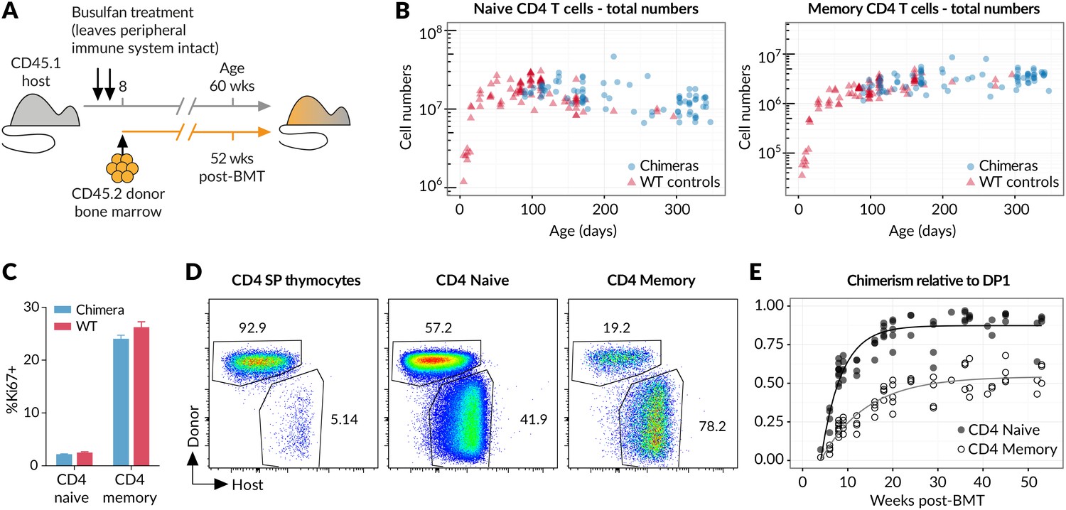 Figures and data in Memory CD4 T cell subsets are kinetically 