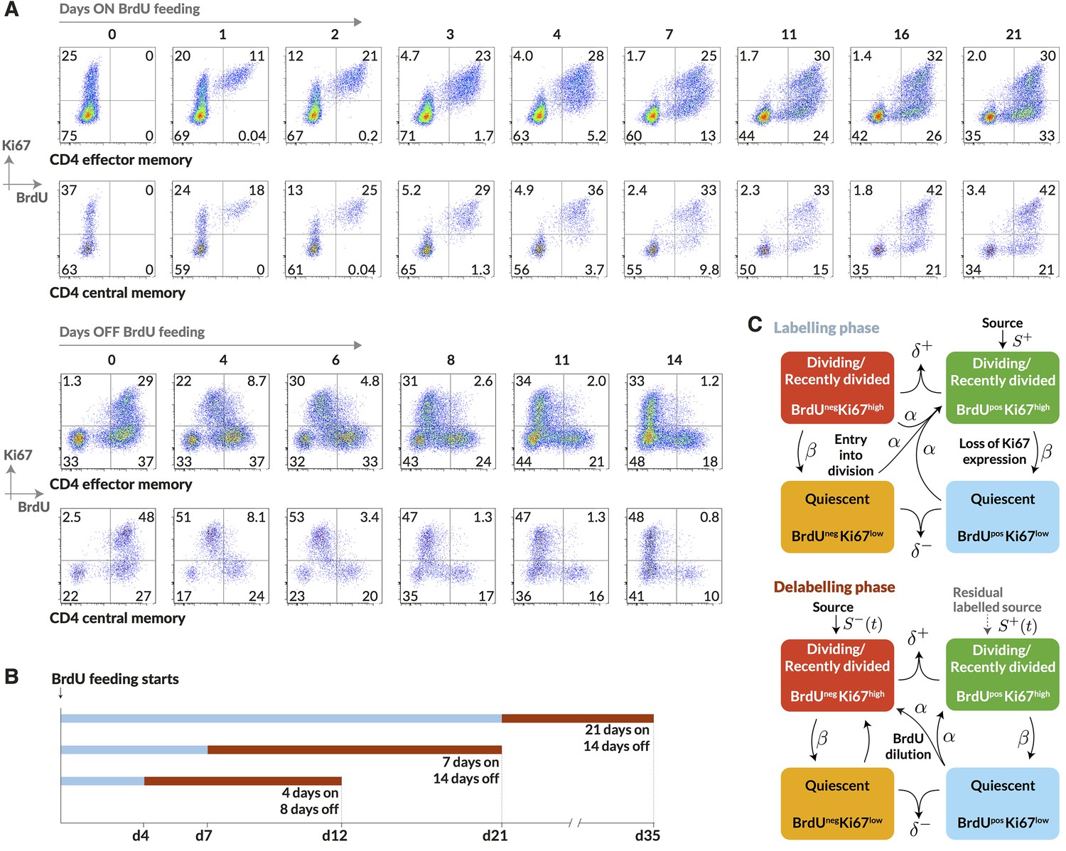 Memory CD4 T cell subsets are kinetically heterogeneous and replenished ...