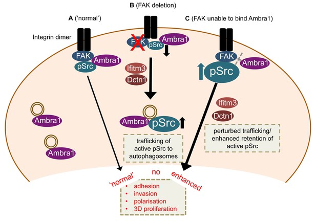 Ambra Spatially Regulates Src Activity And Src Fak Mediated Cancer