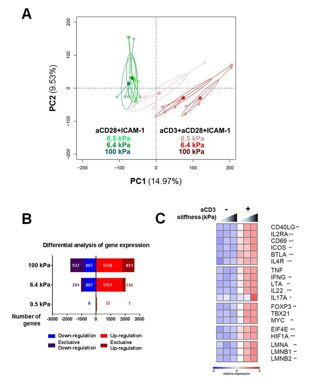 Figures and data in Different TCR-induced T lymphocyte responses are ...