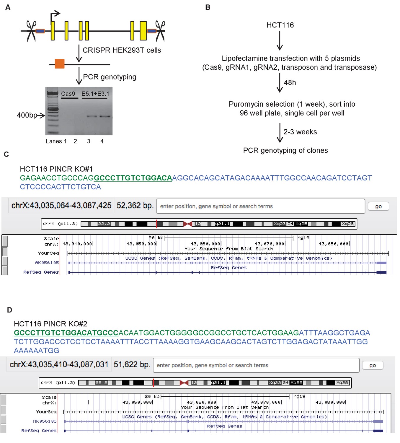 Prosurvival long noncoding RNA PINCR regulates a subset of p53