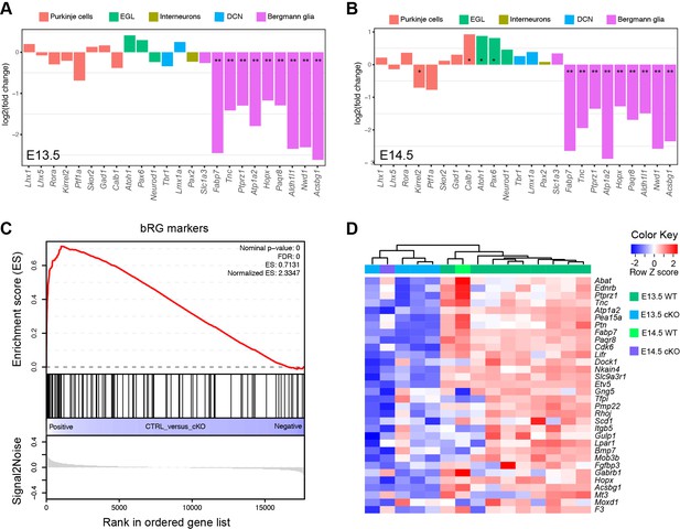 Figures and data in Analogous mechanism regulating formation of ...