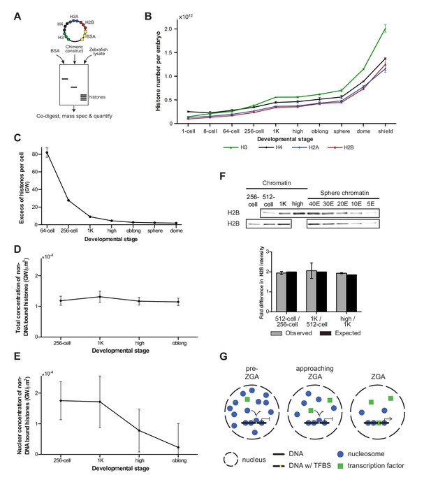 Competition between histone and transcription factor binding regulates ...