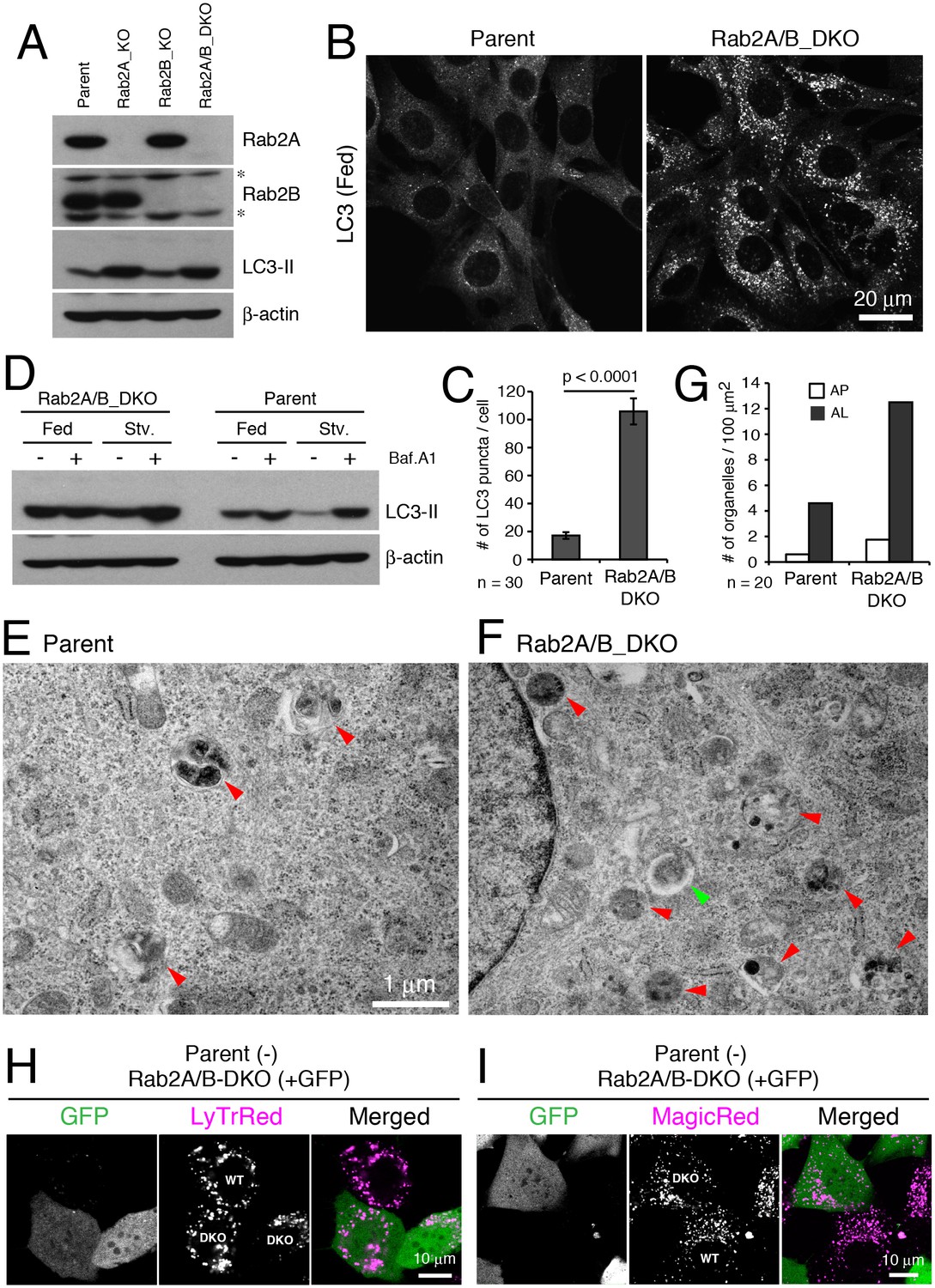 Figures and data in Genetic screen in Drosophila muscle identifies ...