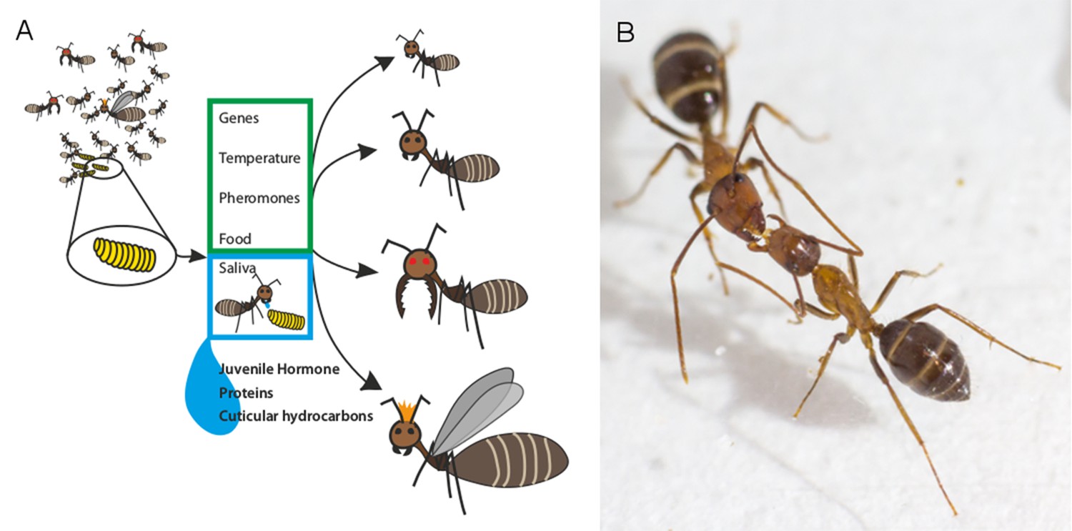Social Evolution How Ants Send Signals In Saliva Elife