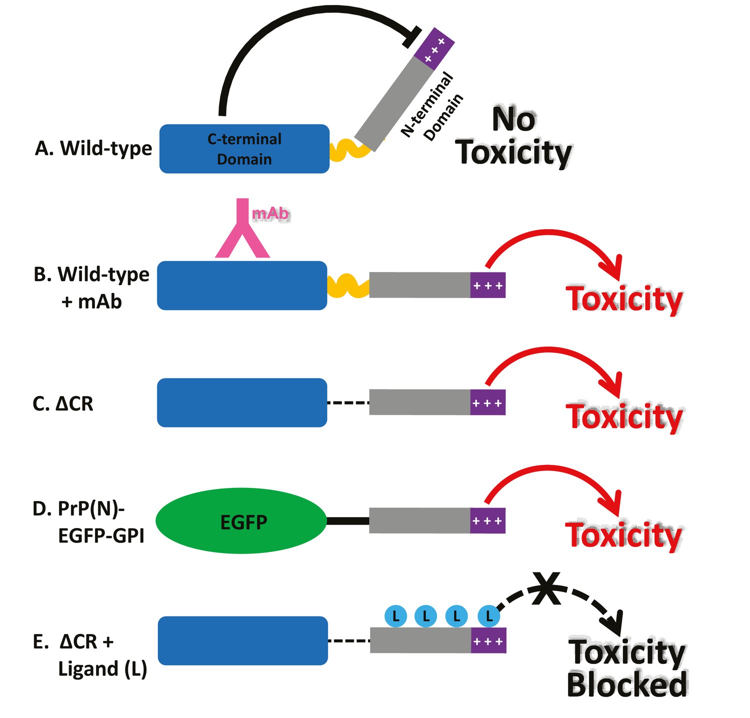 The N Terminus Of The Prion Protein Is A Toxic Effector Regulated By The C Terminus Elife