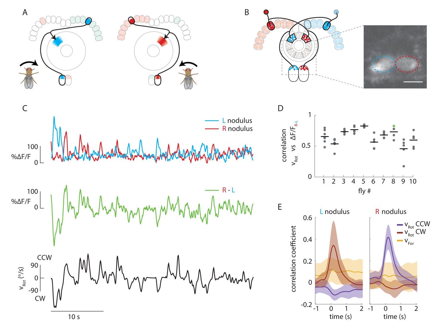Angular velocity integration in a fly heading circuit | eLife