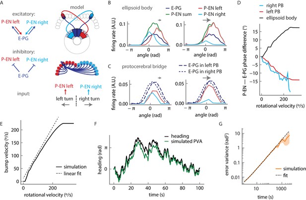 Figures And Data In Angular Velocity Integration In A Fly Heading ...