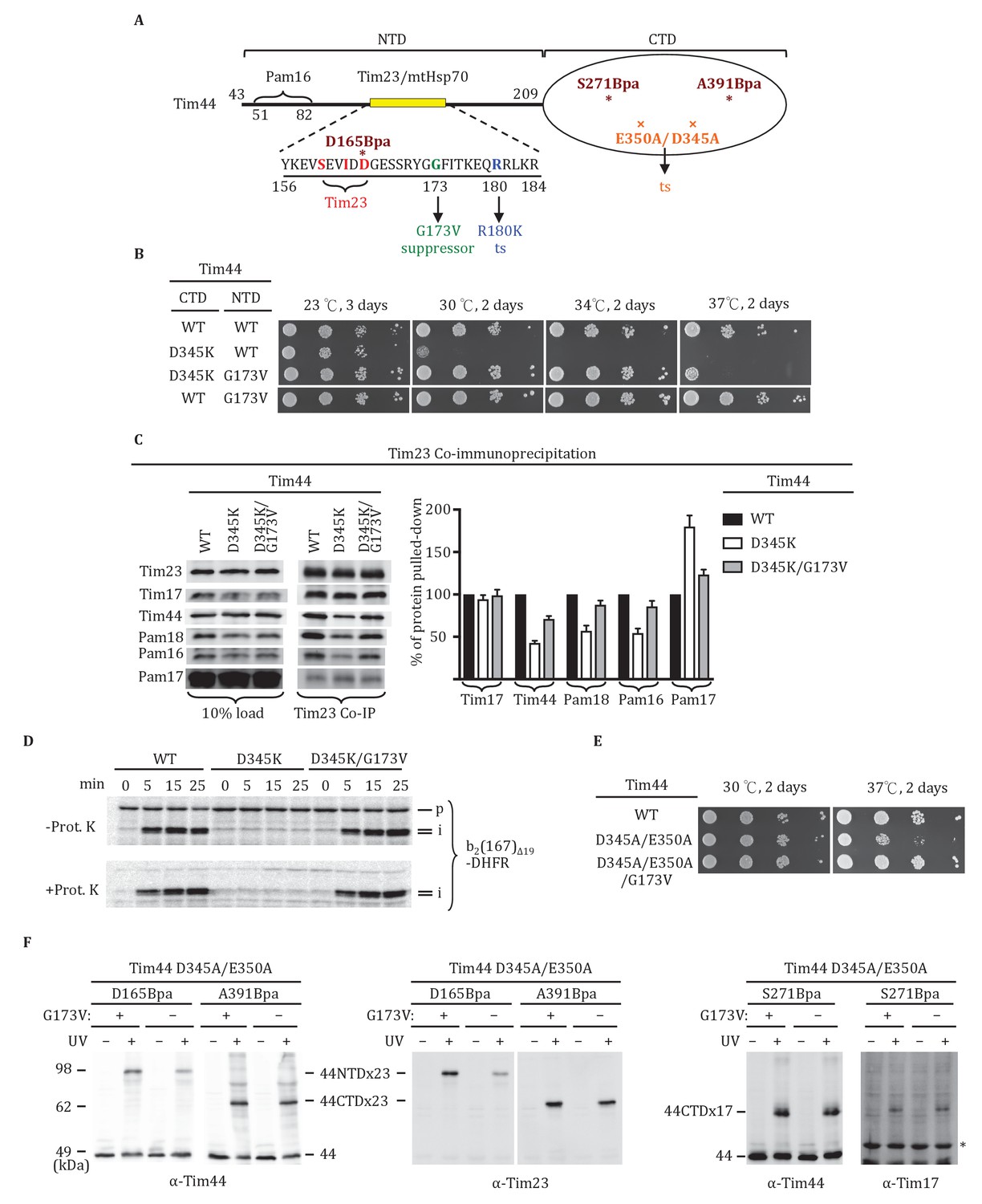 Dual interaction of scaffold protein Tim44 of mitochondrial import ...