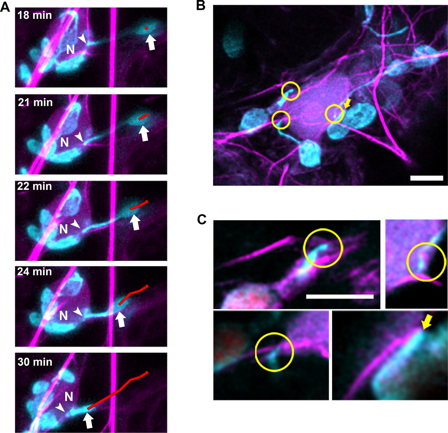 Figures and data in Stromule extension along microtubules coordinated ...