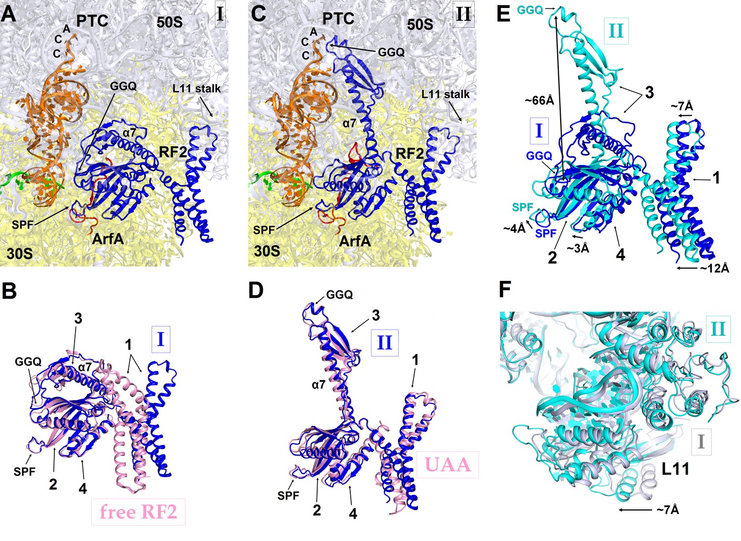 Figures and data in Mechanism of ribosome rescue by ArfA and RF2 | eLife