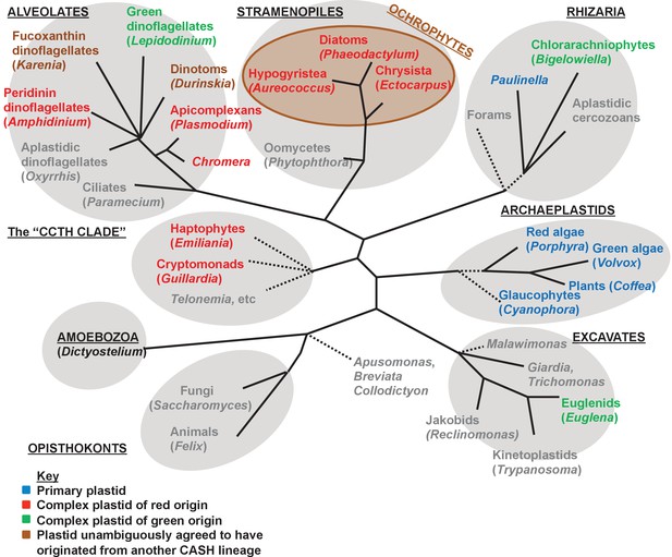 Figures and data in Chimeric origins of ochrophytes and haptophytes ...