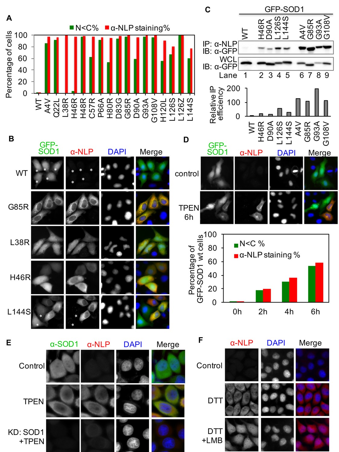 Nuclear export of misfolded SOD1 mediated by a normally