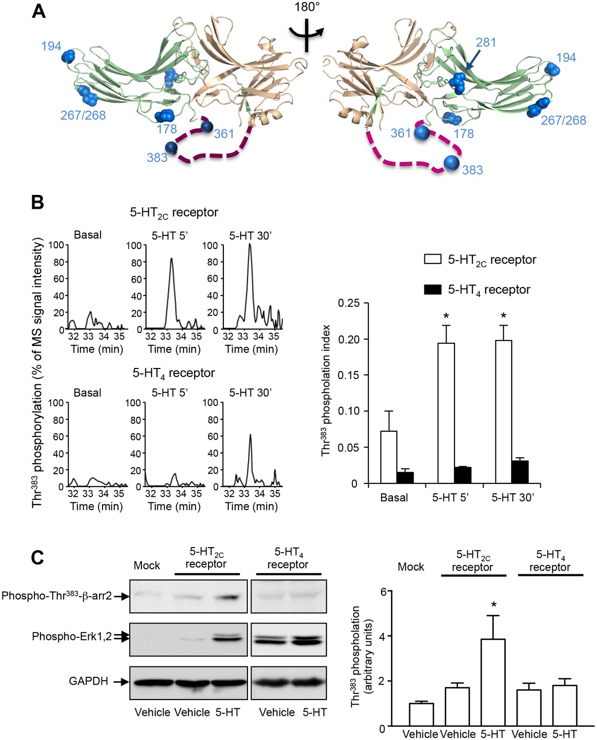 Phosphorylation Of B Arrestin2 At Thr3 By Mek Underlies B Arrestin Dependent Activation Of Erk1 2 By Gpcrs Elife