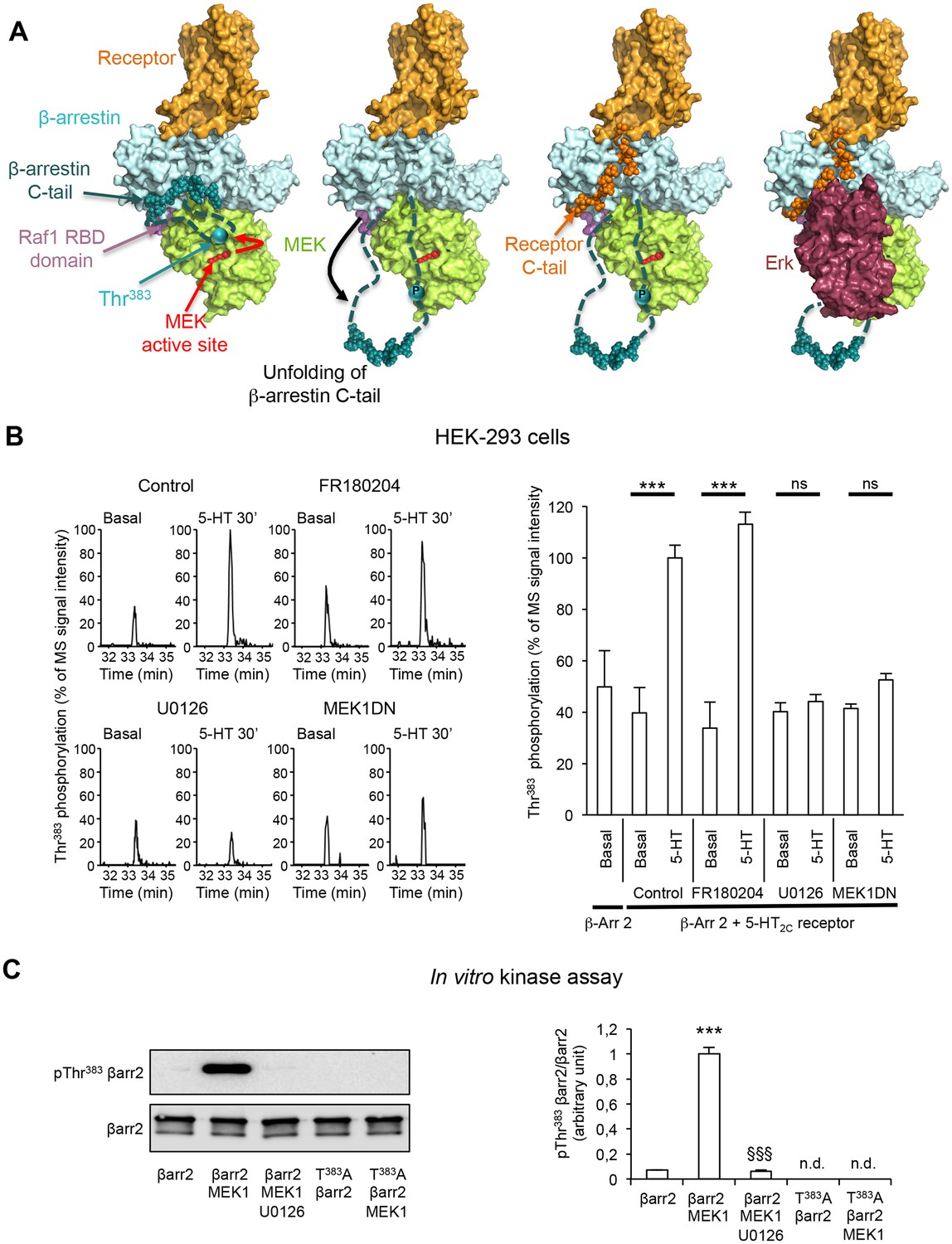 Phosphorylation Of B Arrestin2 At Thr3 By Mek Underlies B Arrestin Dependent Activation Of Erk1 2 By Gpcrs Elife