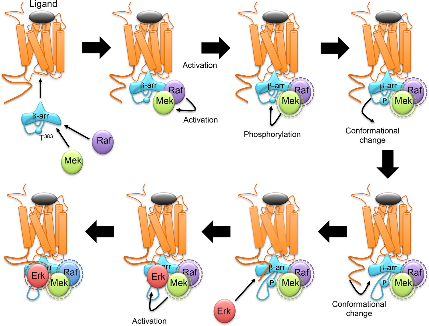 Phosphorylation Of B Arrestin2 At Thr3 By Mek Underlies B Arrestin Dependent Activation Of Erk1 2 By Gpcrs Elife