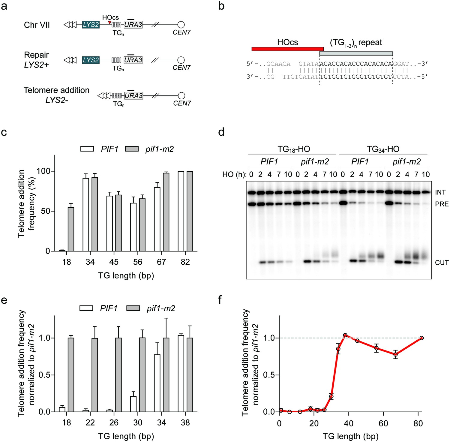 A sharp Pif1-dependent threshold separates DNA double-strand breaks ...