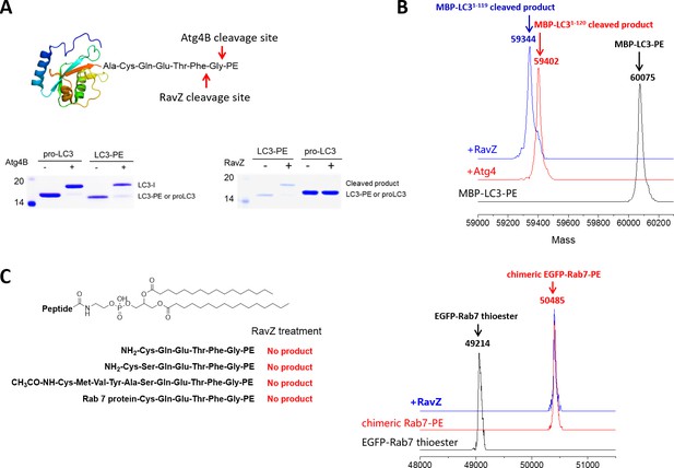 Figures and data in Elucidation of the anti-autophagy mechanism of the ...