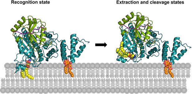 Elucidation of the anti-autophagy mechanism of the Legionella effector ...