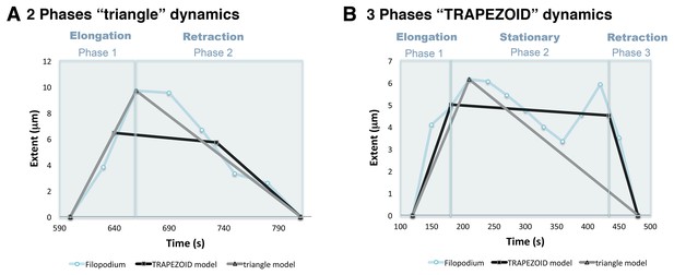 Figures and data in Cytoneme-mediated cell-cell contacts for Hedgehog ...