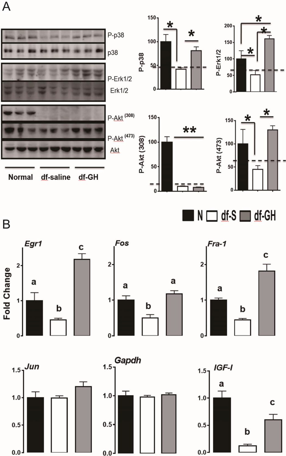 Longevity is impacted by growth hormone action during early