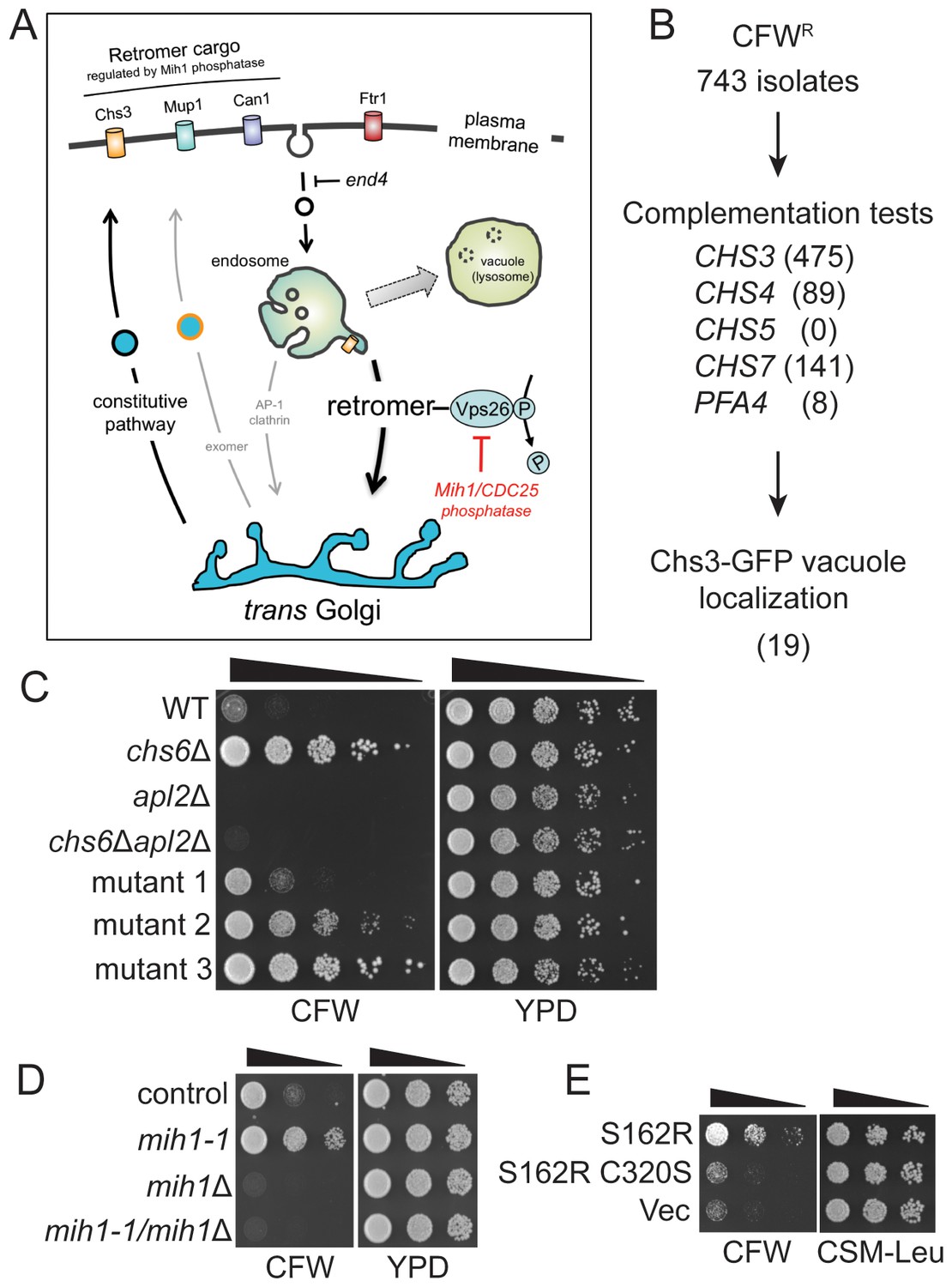 A CDC25 Family Protein Phosphatase Gates Cargo Recognition By The Vps26 ...