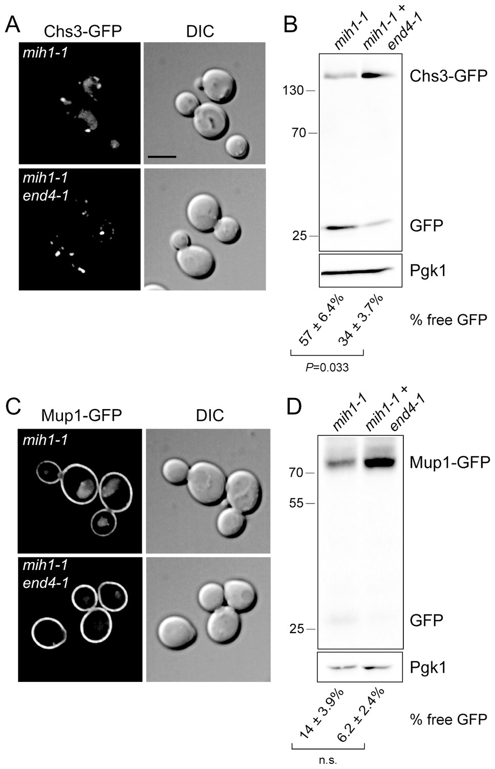 A CDC25 Family Protein Phosphatase Gates Cargo Recognition By The Vps26 ...