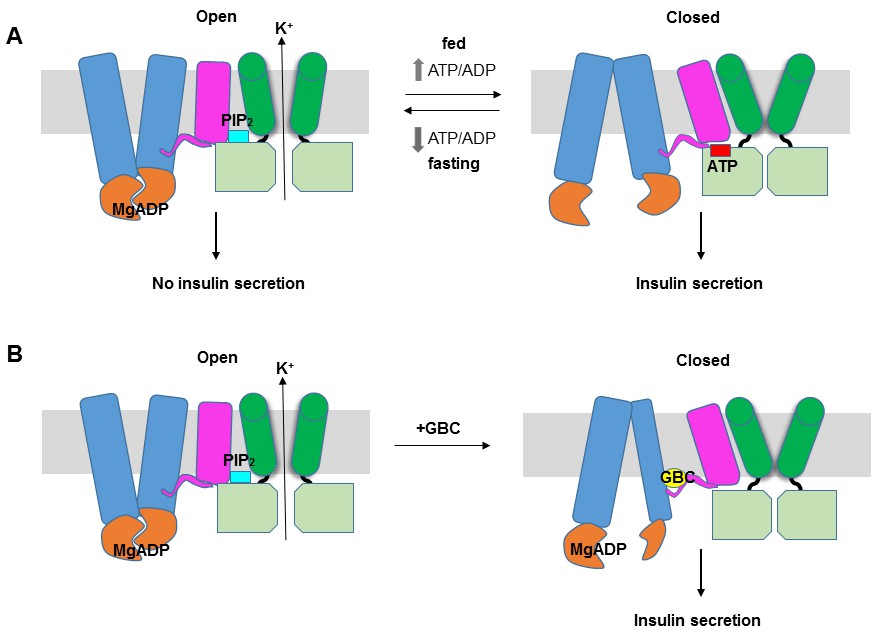 Frontiers  KATP channel mutations in congenital hyperinsulinism